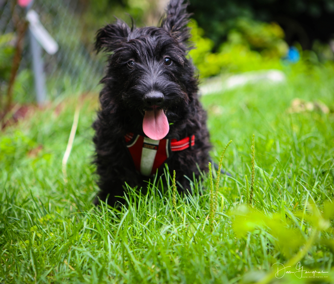 Scottie