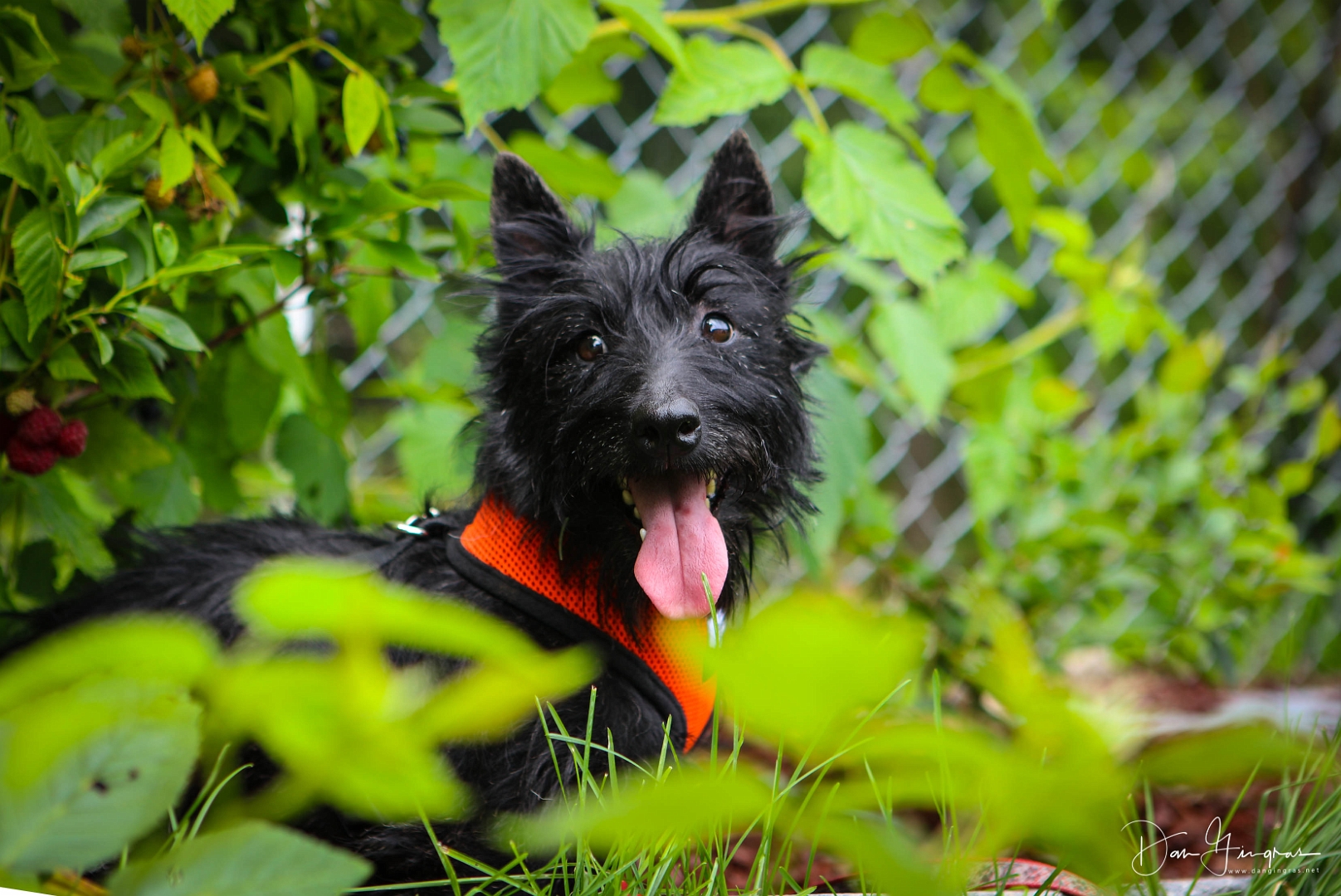 Scottie (2)