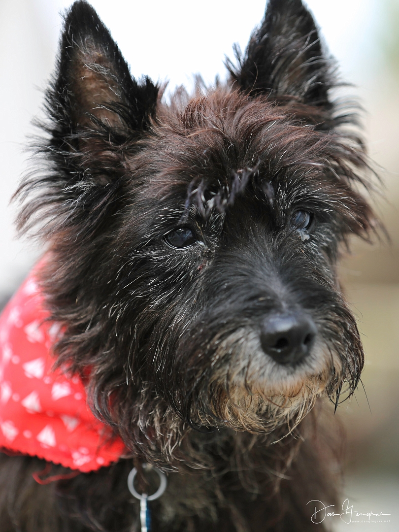 Hamish