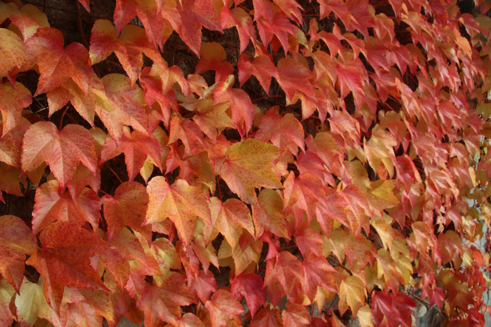 Leaves